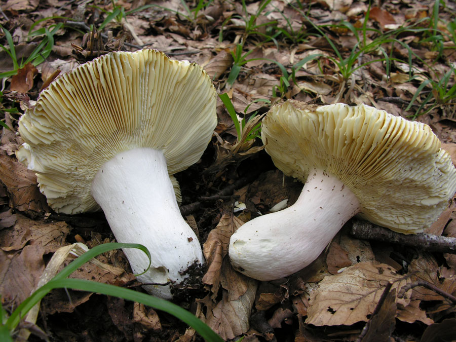 Faggeta